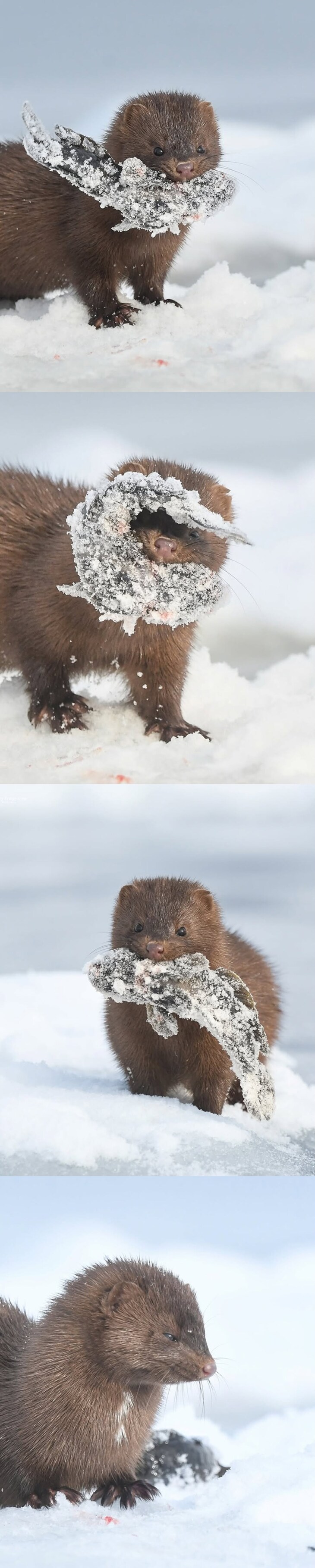 사냥에 성공한 밍크_1.png