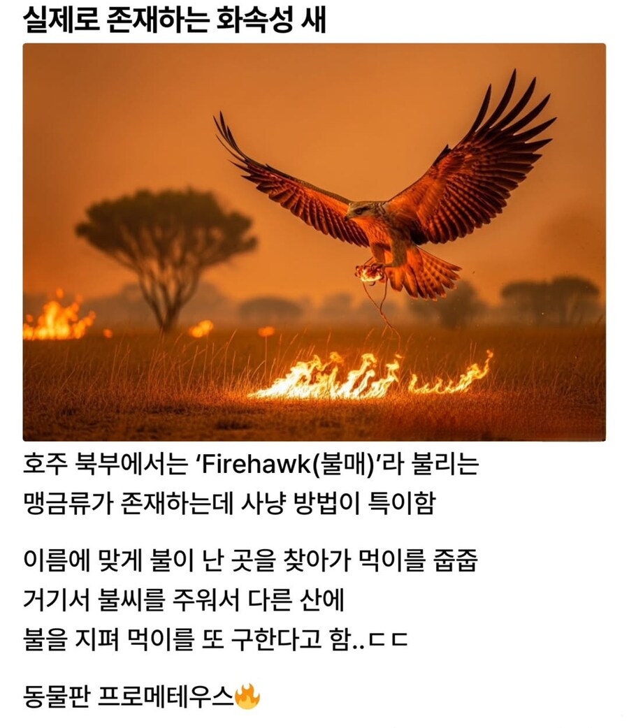 실제로 존재하는 화속성 새.jpg_1.jpg