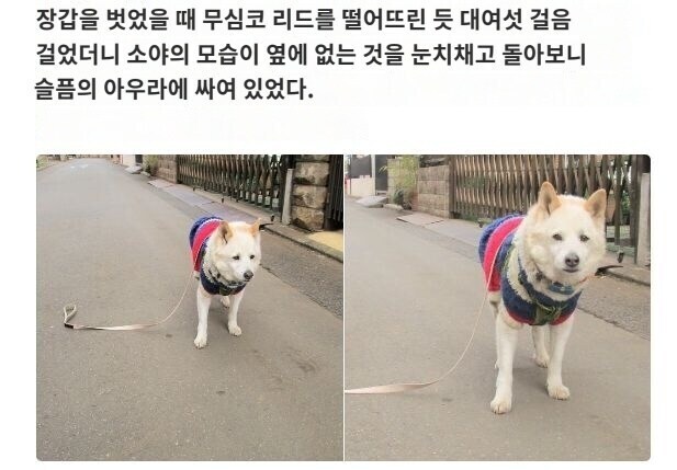 주인과의 유대와 신뢰의 상징이 끊어져 슬픈 멍뭉이.jpg_1.jpg