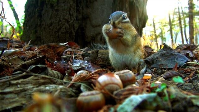 의외의 사실 : 다람쥐는 도토리를 별로 좋아하지 않는다._1.jpg