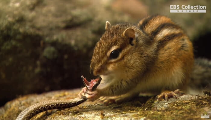 의외의 사실 : 다람쥐는 도토리를 별로 좋아하지 않는다._2.jpg