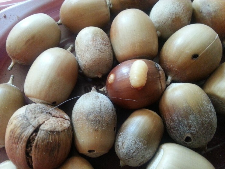 의외의 사실 : 다람쥐는 도토리를 별로 좋아하지 않는다._3.jpg