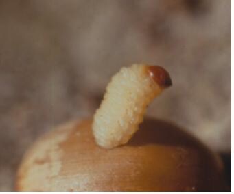 의외의 사실 : 다람쥐는 도토리를 별로 좋아하지 않는다._4.jpg