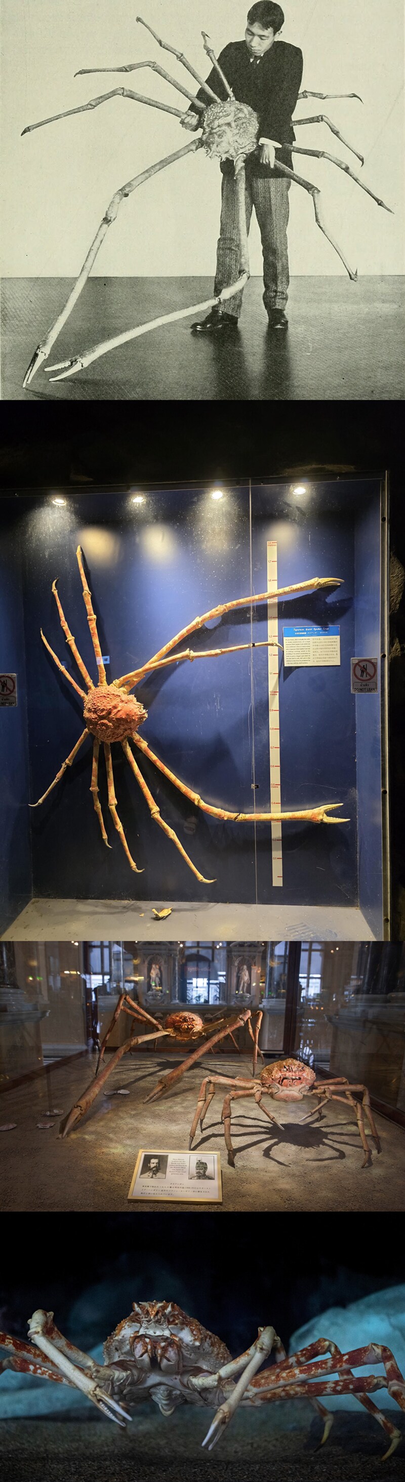 일본에서 잡히는 세계에서 가장 큰 갑각류