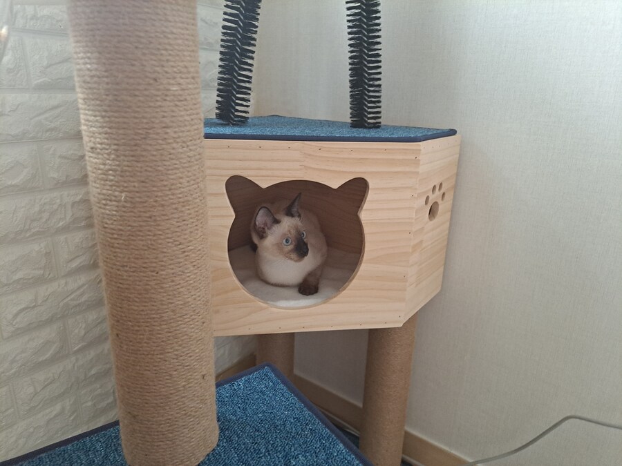 이제는 다시는 못 볼 줄 알았던 고양이의 모습을 다시 봤습니다ㅠㅠ_1.jpg