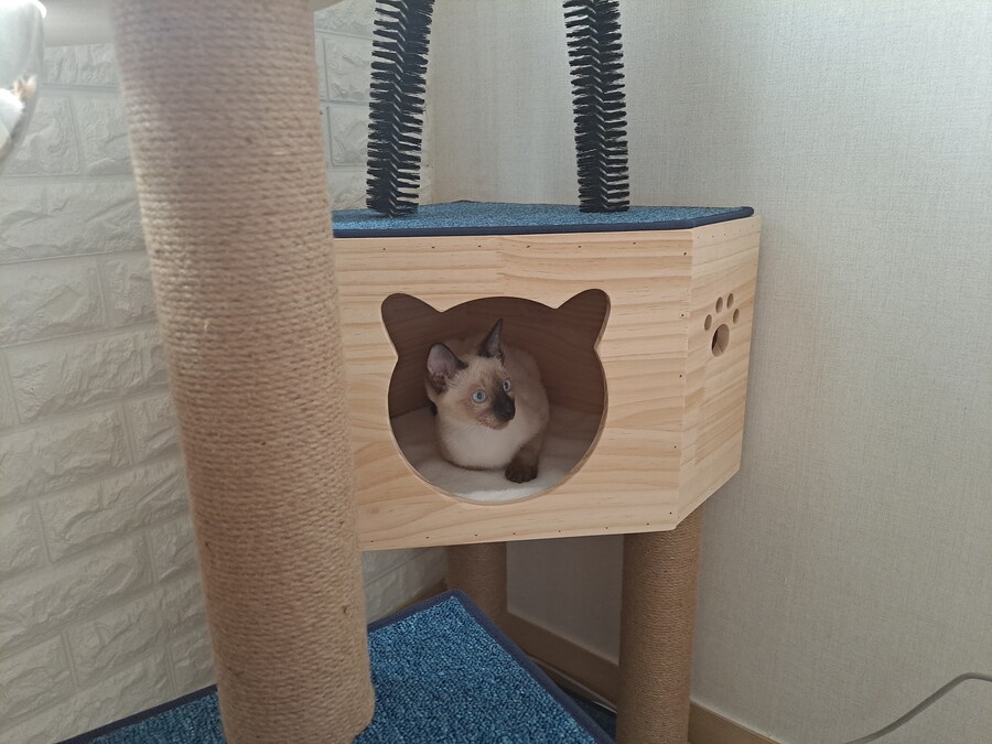 이제는 다시는 못 볼 줄 알았던 고양이의 모습을 다시 봤습니다ㅠㅠ_2.jpg