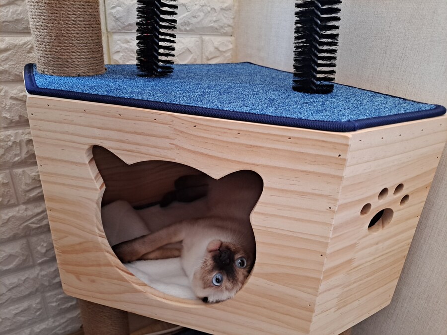 이제는 다시는 못 볼 줄 알았던 고양이의 모습을 다시 봤습니다ㅠㅠ_4.jpg