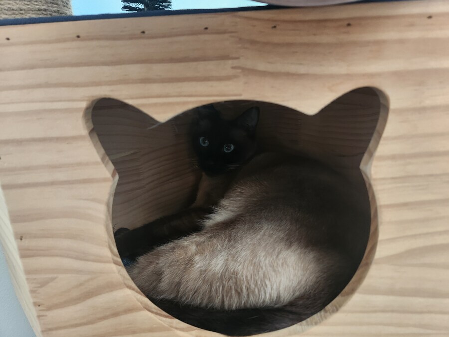 이제는 다시는 못 볼 줄 알았던 고양이의 모습을 다시 봤습니다ㅠㅠ_5.jpg