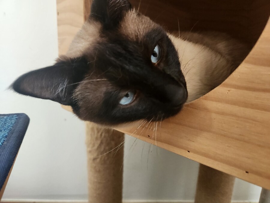 이제는 다시는 못 볼 줄 알았던 고양이의 모습을 다시 봤습니다ㅠㅠ_11.jpg