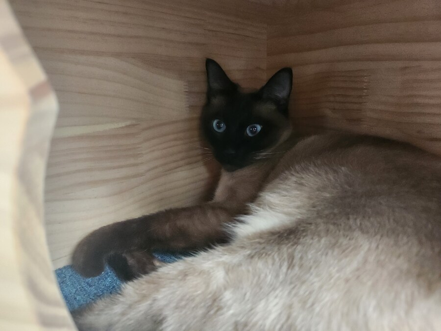 이제는 다시는 못 볼 줄 알았던 고양이의 모습을 다시 봤습니다ㅠㅠ_6.jpg