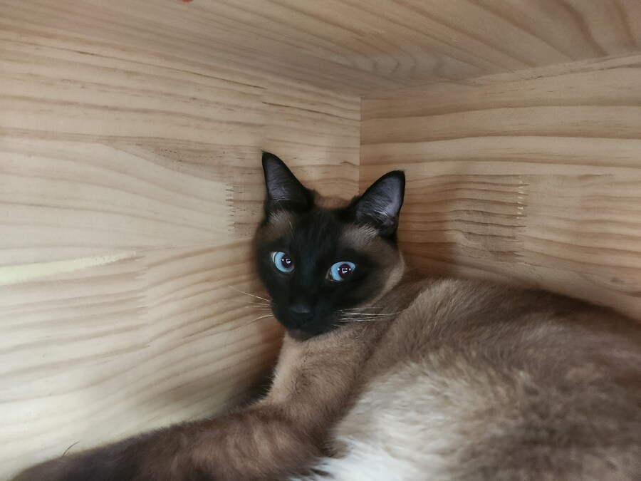 이제는 다시는 못 볼 줄 알았던 고양이의 모습을 다시 봤습니다ㅠㅠ_7.jpg