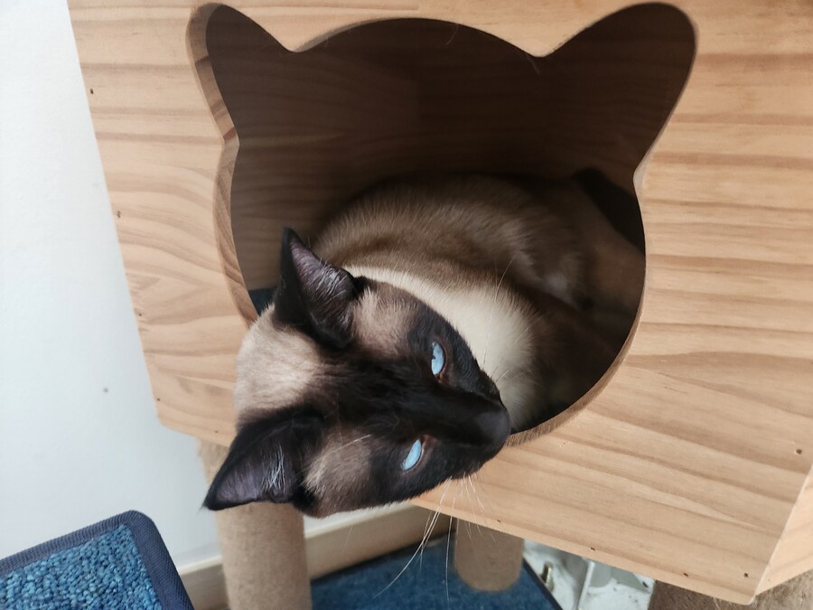 이제는 다시는 못 볼 줄 알았던 고양이의 모습을 다시 봤습니다ㅠㅠ_10.jpg