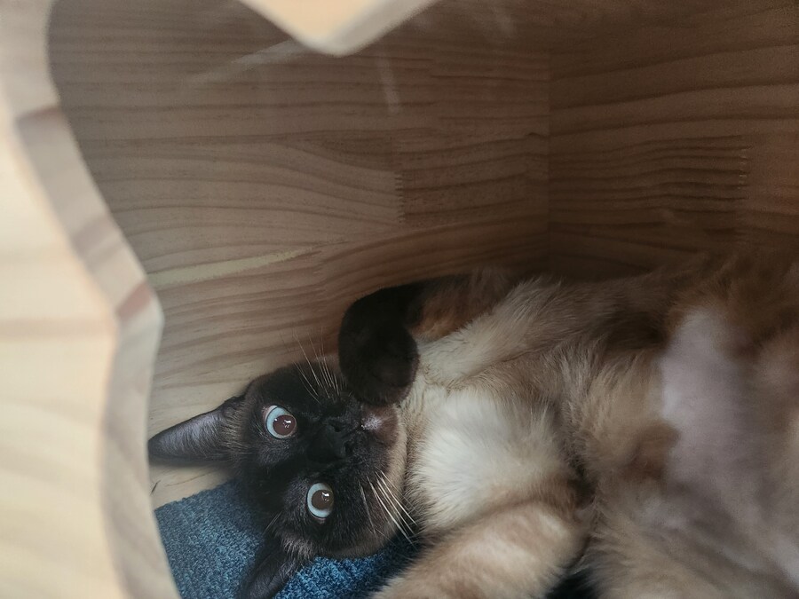 이제는 다시는 못 볼 줄 알았던 고양이의 모습을 다시 봤습니다ㅠㅠ_9.jpg