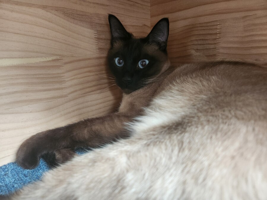 이제는 다시는 못 볼 줄 알았던 고양이의 모습을 다시 봤습니다ㅠㅠ_8.jpg