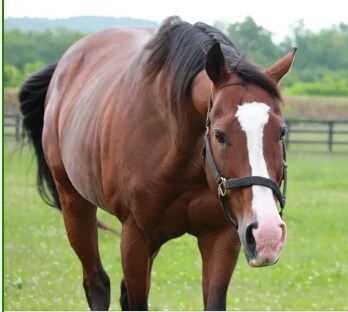 말들에게 사랑 받는 기수_3.png