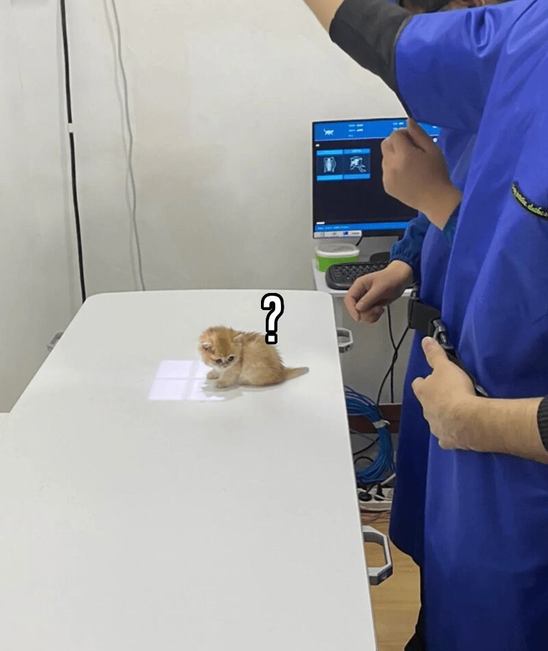 고양이 엑스레이 찍기_1.jpg