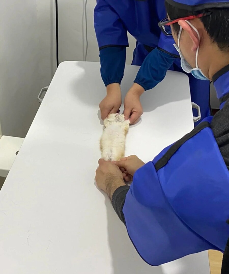 고양이 엑스레이 찍기_2.jpg