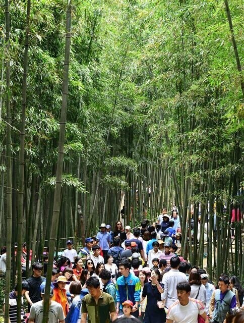 한국사람들이 생각하는 대나무 vs 더운나라