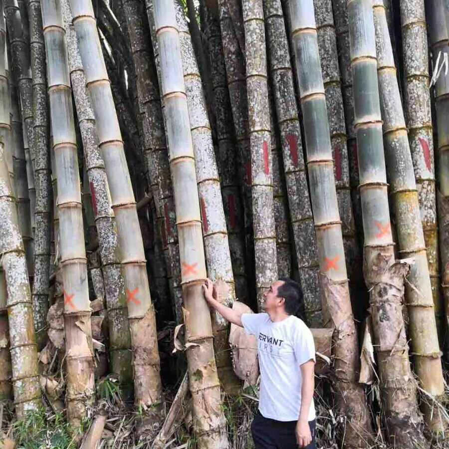 한국사람들이 생각하는 대나무 vs 더운나라