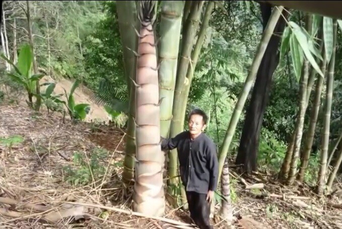 한국사람들이 생각하는 대나무 vs 더운나라