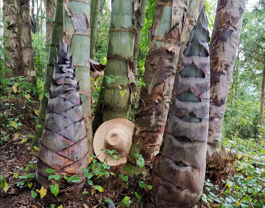 한국사람들이 생각하는 대나무 vs 더운나라