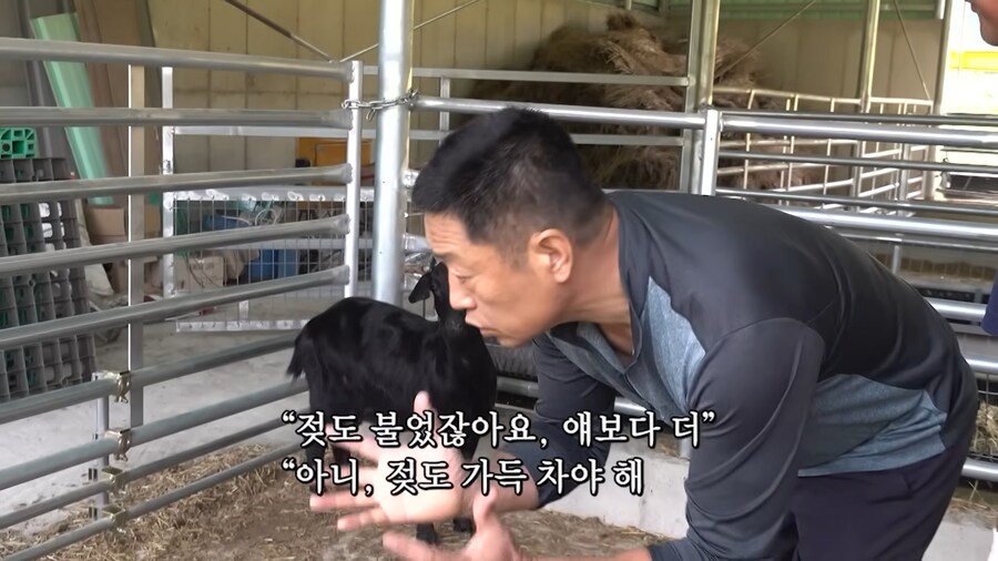 임신한 흑염소의 비밀_3.jpg