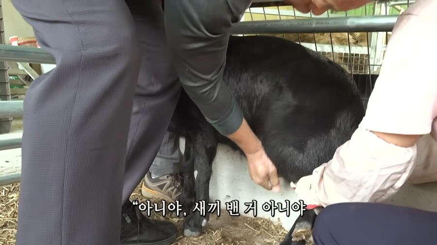 임신한 흑염소의 비밀_5.jpg