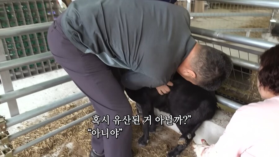임신한 흑염소의 비밀_8.jpg