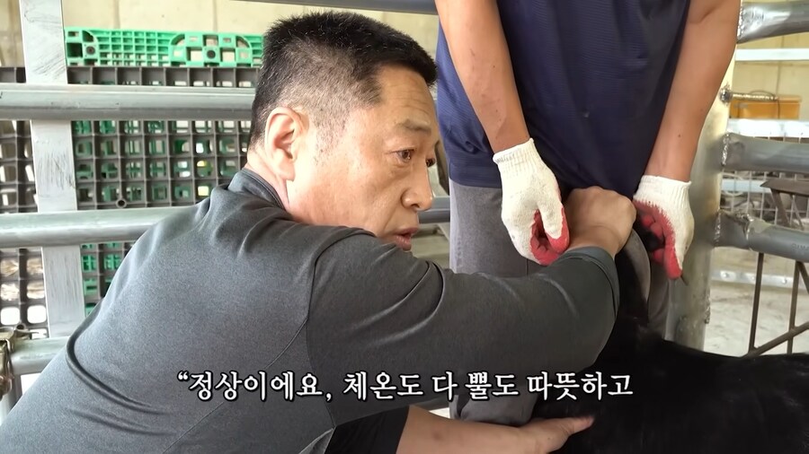 임신한 흑염소의 비밀_15.jpg