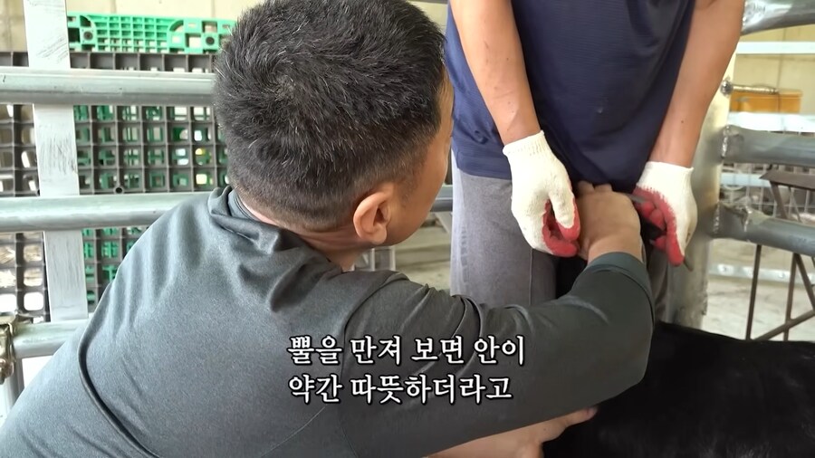 임신한 흑염소의 비밀_16.jpg