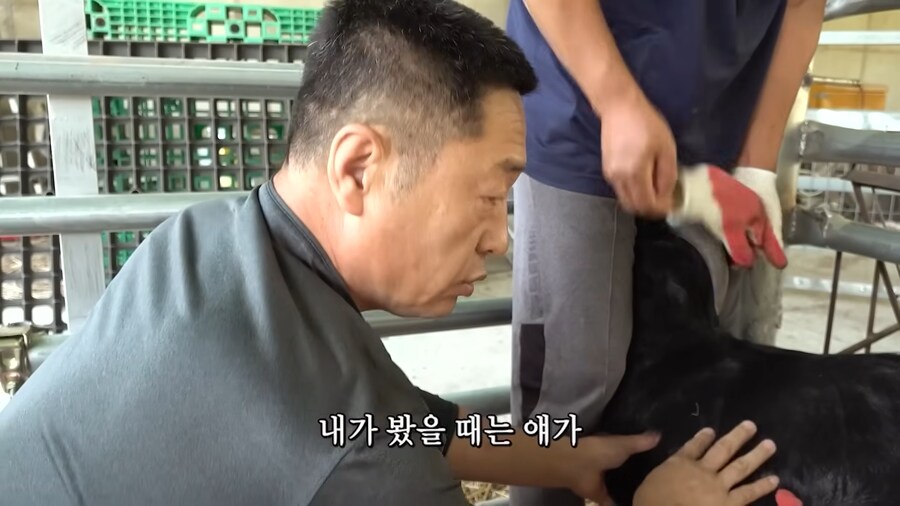 임신한 흑염소의 비밀_17.jpg