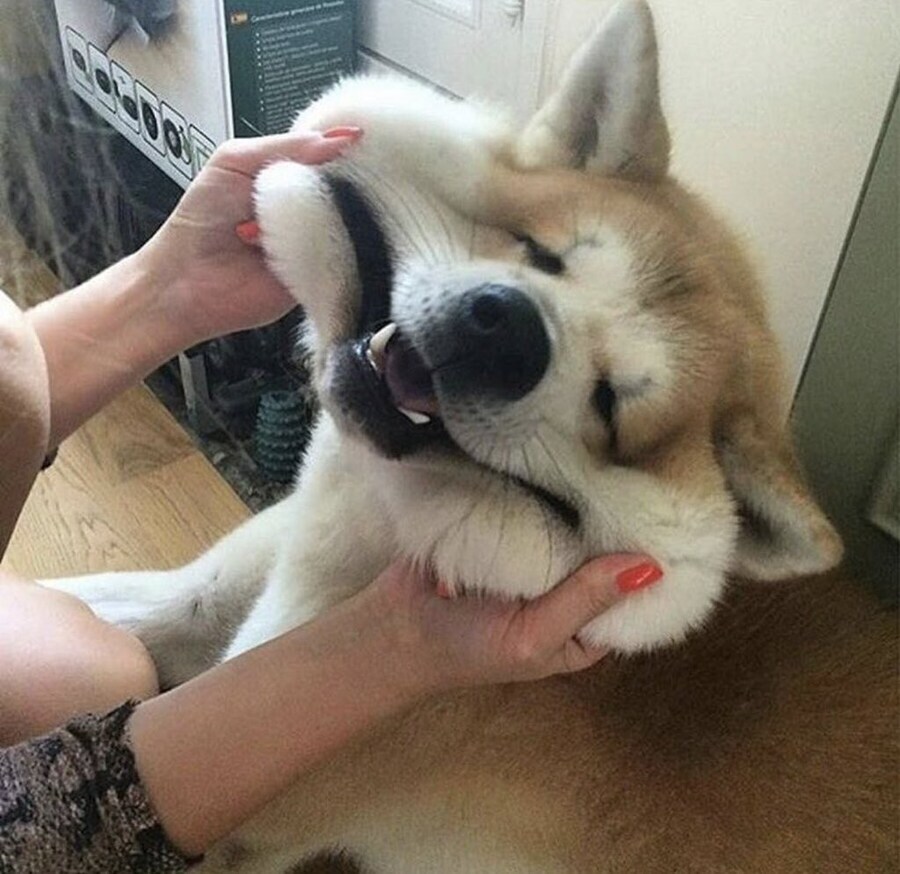 의외로 개 키우는 사람들이 좋아하는 떡.jpg_1.jpg