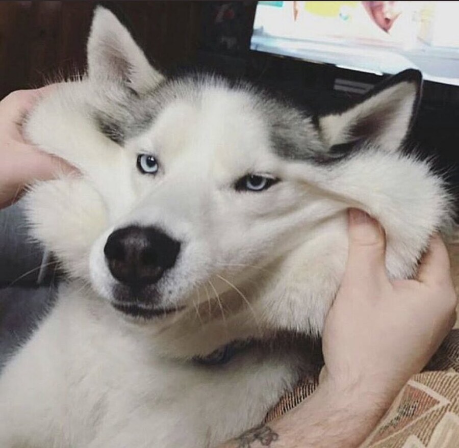 의외로 개 키우는 사람들이 좋아하는 떡.jpg_4.jpg