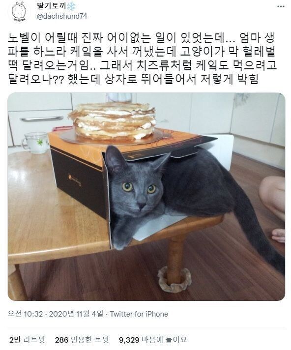 케이크를 노리는 고양이.jpg_1.jpg