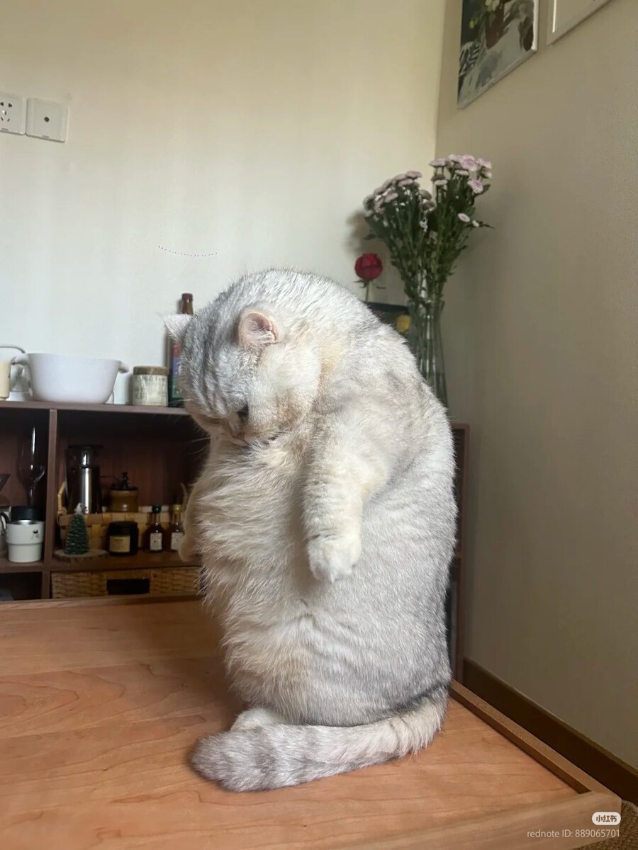 두발로 일어서 자기 냄새 맡는 고양이 _1.jpg