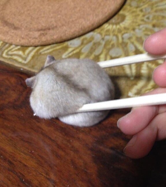 집앞에 떡집에서 사온 찹쌀떡인데 잡숴봐_1.jpg