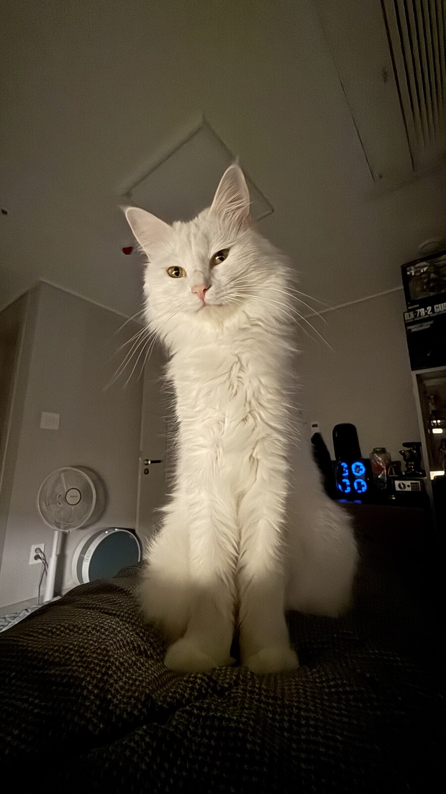 현시각 우리집 고양이 상황_1.jpg