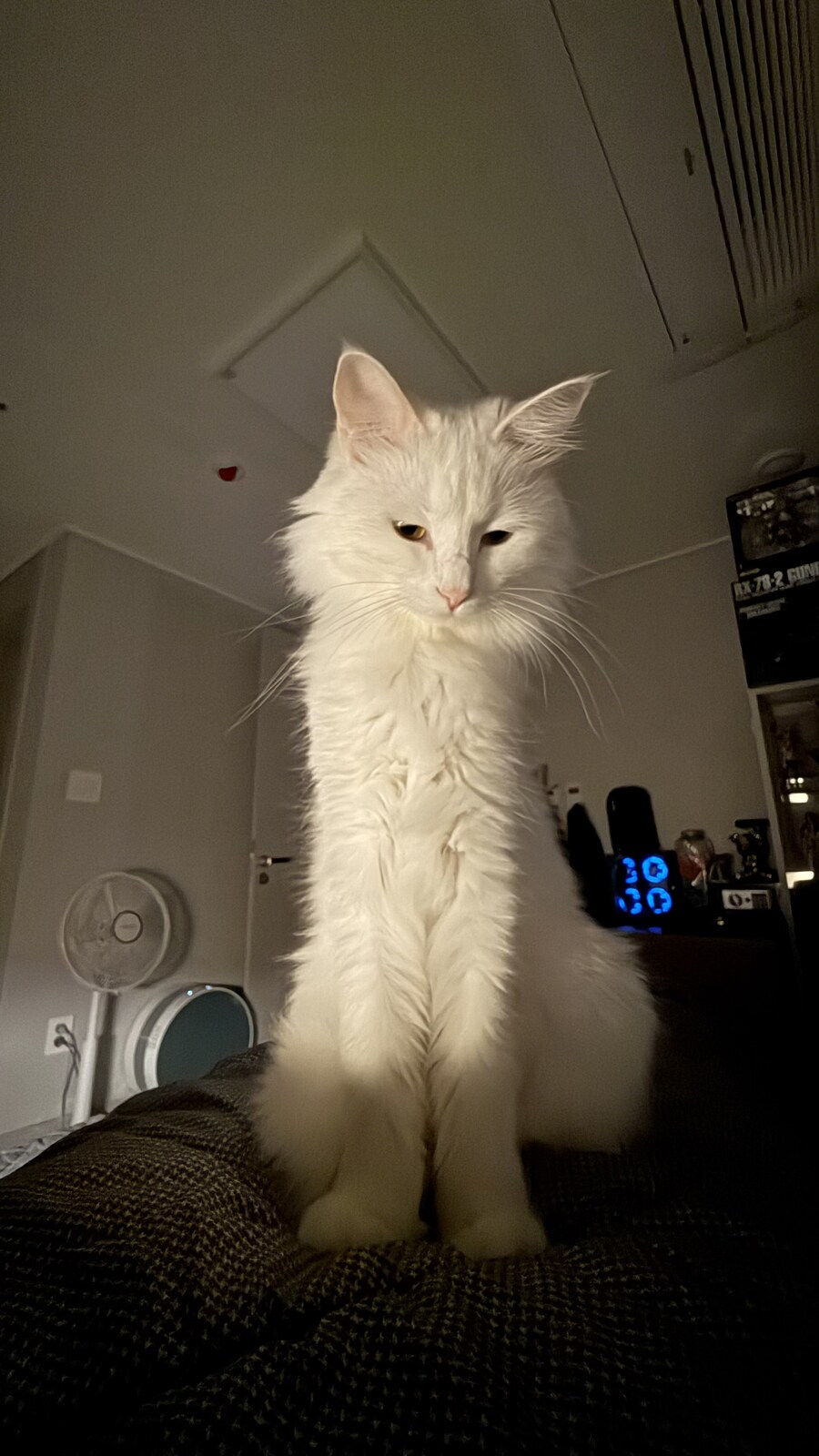 현시각 우리집 고양이 상황_2.jpg