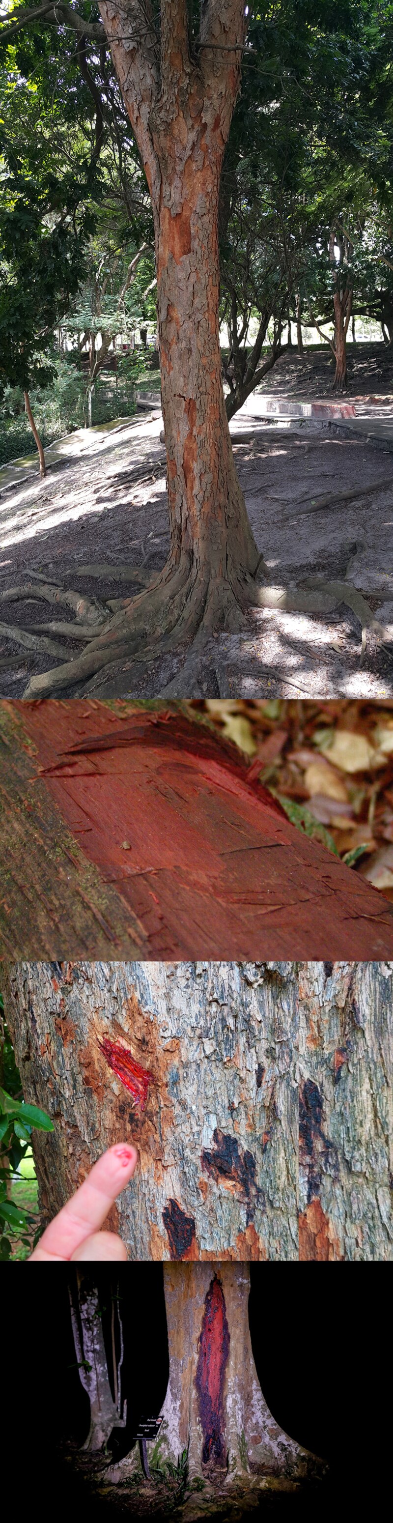 붉은 염료가 나오는 나무_1.png