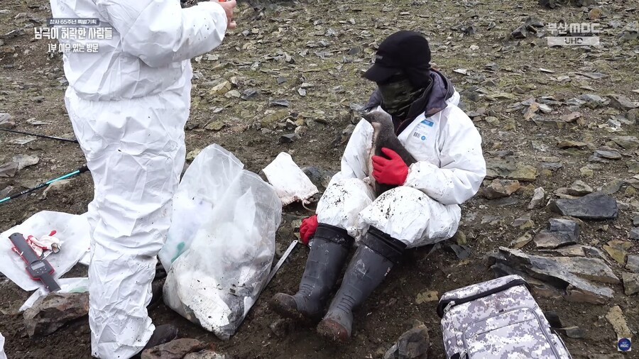 남극의 어쩌구) 펭귄을 절대 무조건 만지면 안되는건 아님_1.jpg