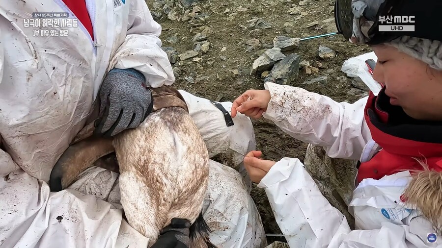 남극의 어쩌구) 펭귄을 절대 무조건 만지면 안되는건 아님_2.jpg