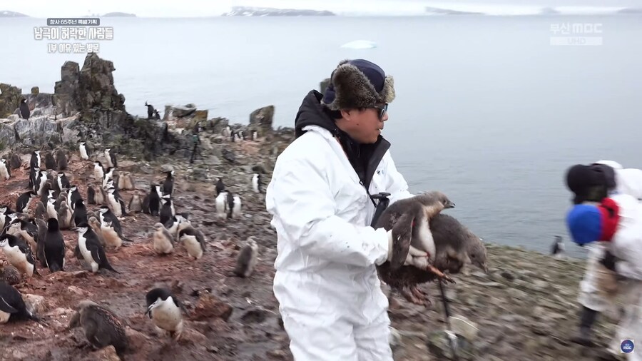 남극의 어쩌구) 펭귄을 절대 무조건 만지면 안되는건 아님_3.jpg