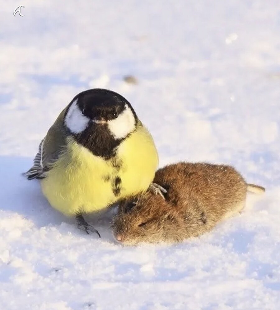 귀여움에 속지마세요_2.jpg