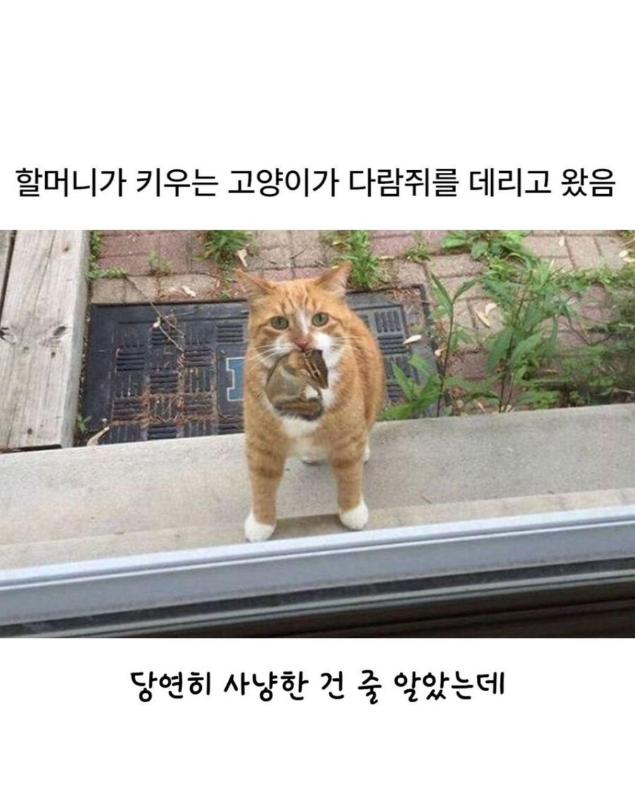 다람쥐 물고 온 고양이.jpg_1.jpg