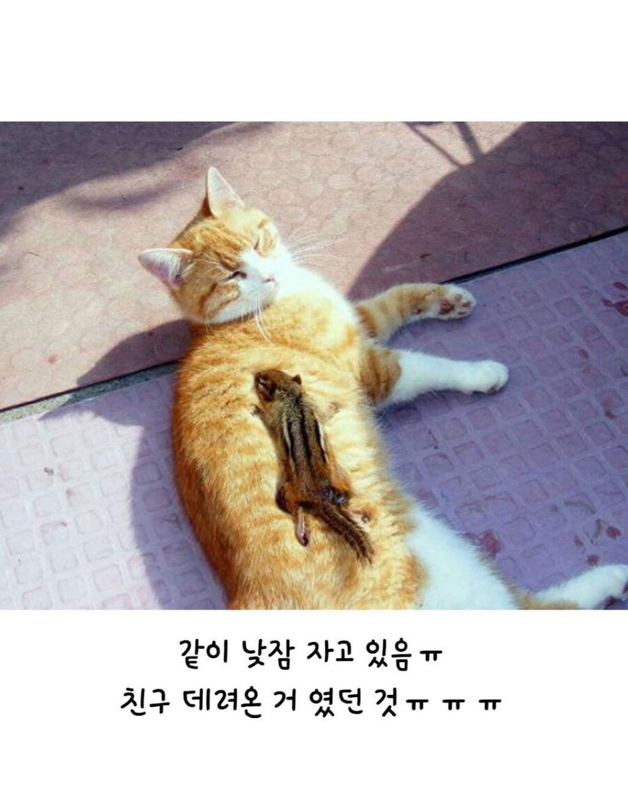 다람쥐 물고 온 고양이.jpg_2.jpg
