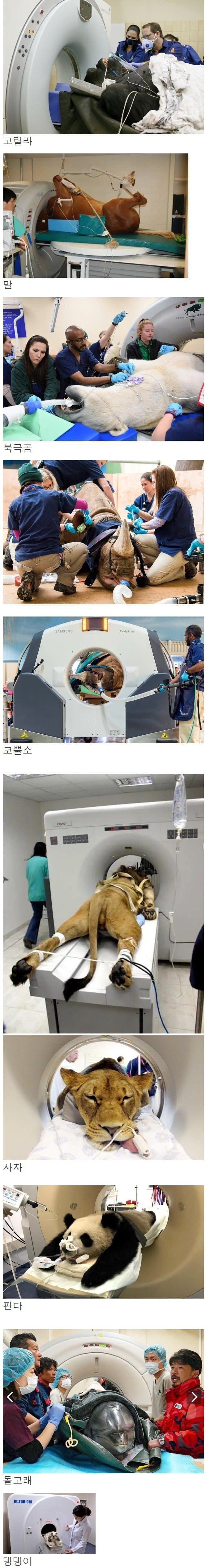 MRI 찍는 동물들_1.jpg