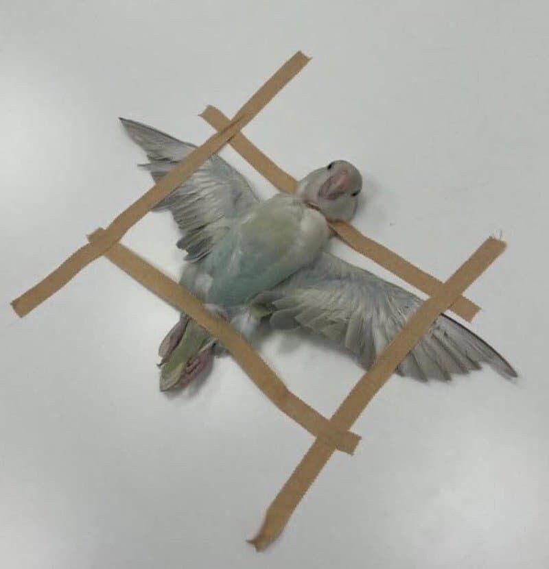 MRI 찍는 동물들_5.jpg