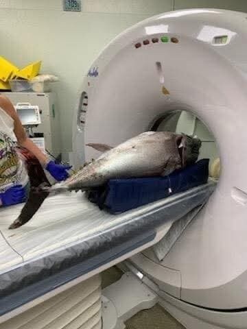 MRI 찍는 동물들_6.jpg