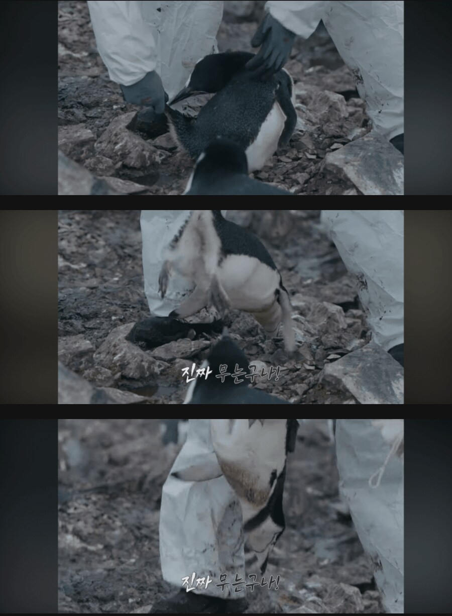 남극의 시프가 심각한이유_1.png