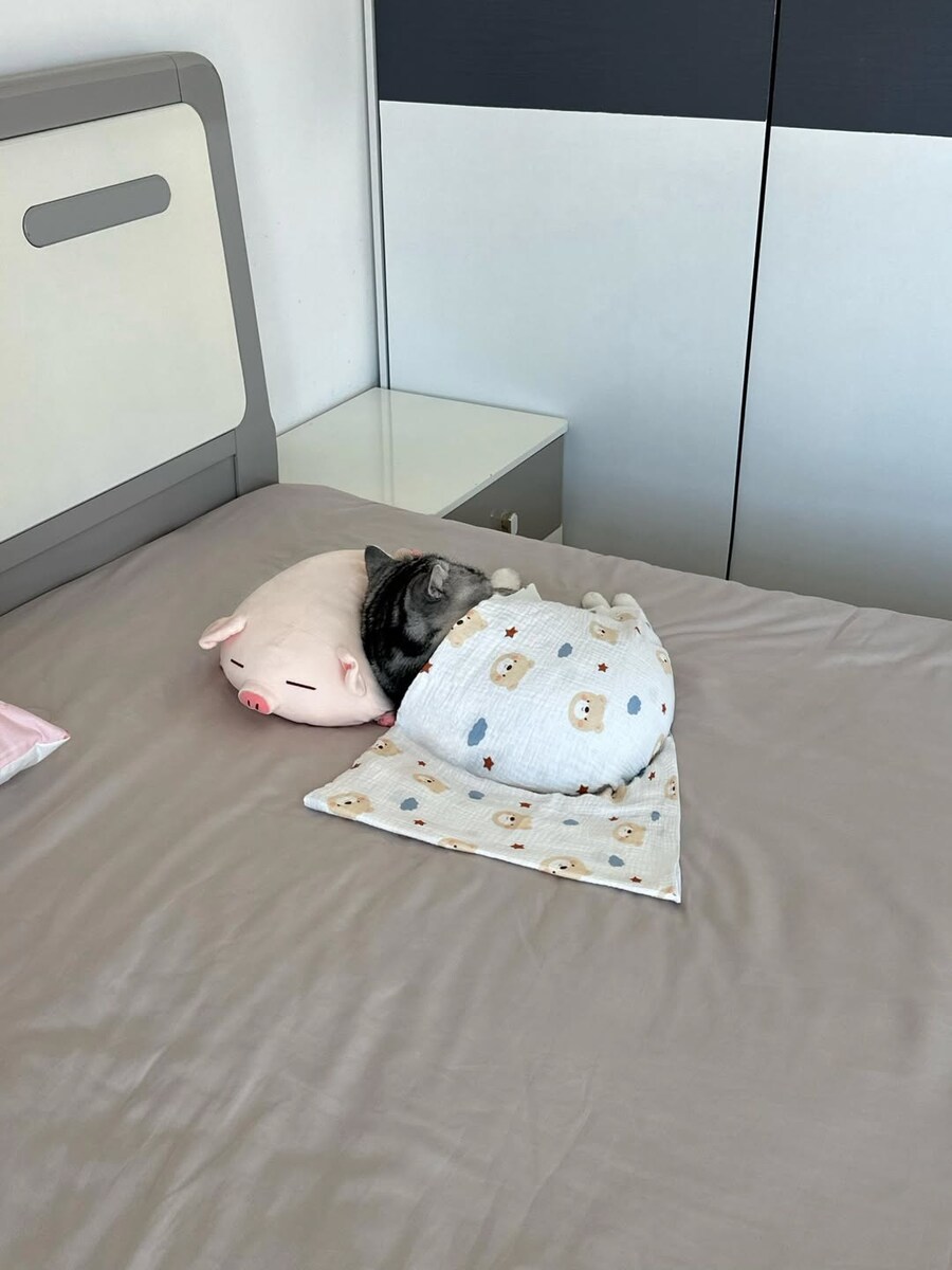 잠자는 귀요미 냐옹이..._1.jpg